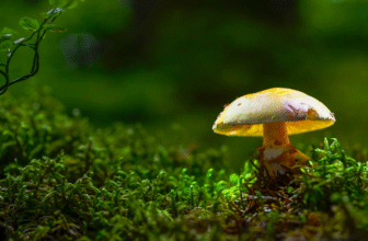 Champignons et cancer – peuvent-ils aider?